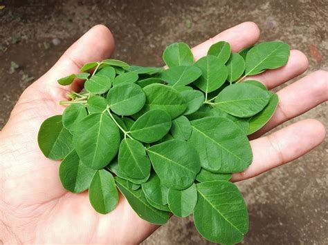 cobra malunggay|A Complete List of the Health Benefits of Malunggay.